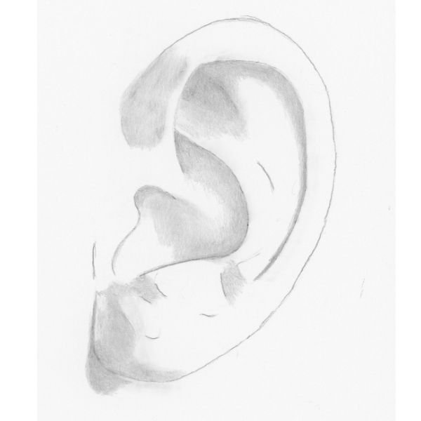 Ear Drawing Detailed Sketch