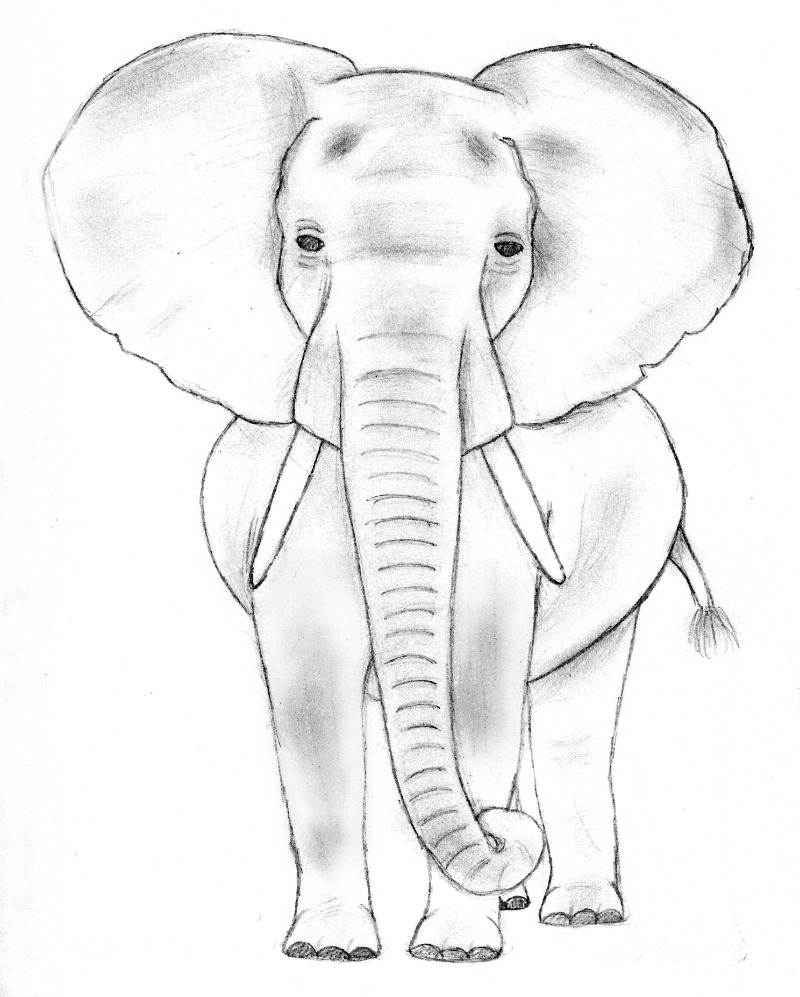 Elephant Simple Drawing Intricate Artwork