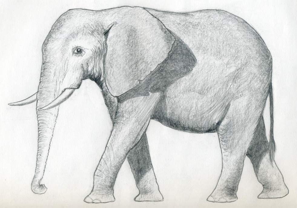 Elephant Simple Drawing Realistic Sketch
