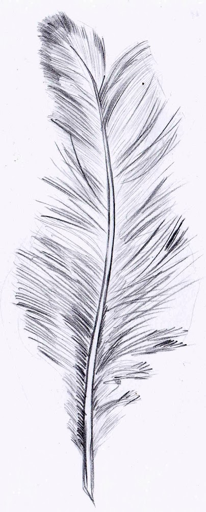 Feather Drawing Amazing Sketch