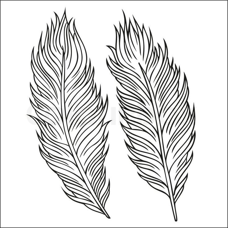 Feather Drawing Artistic Sketching