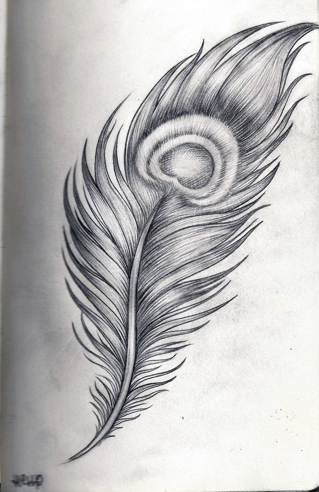 Feather Drawing Detailed Sketch