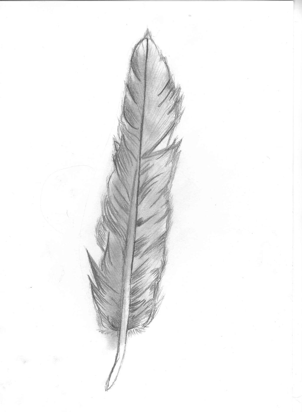 Feather Drawing Intricate Artwork