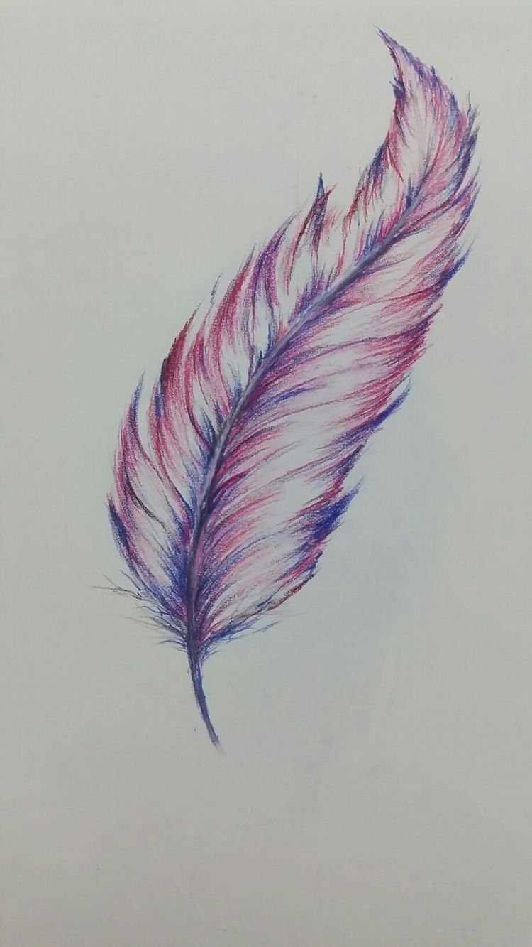 Feather Drawing Modern Sketch