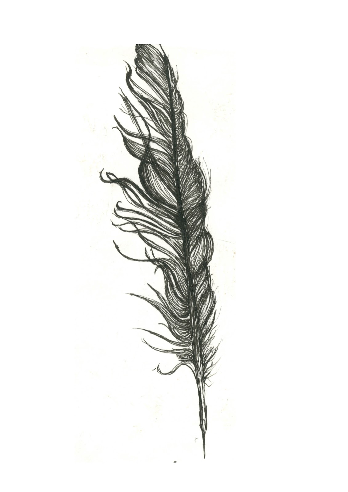 Feather Drawing Professional Artwork
