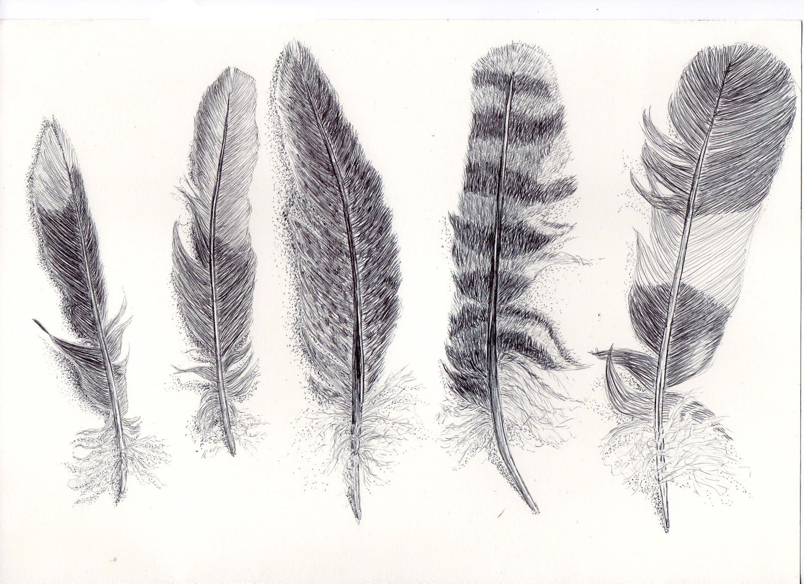 Feather Drawing Realistic Sketch