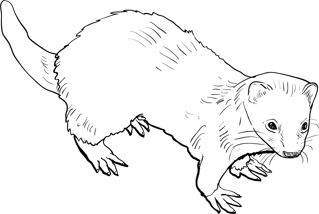 Ferret Drawing Amazing Sketch