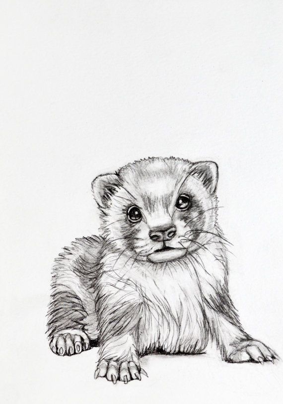 Ferret Drawing Detailed Sketch