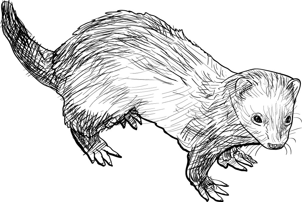 Ferret Drawing Hand Drawn Sketch