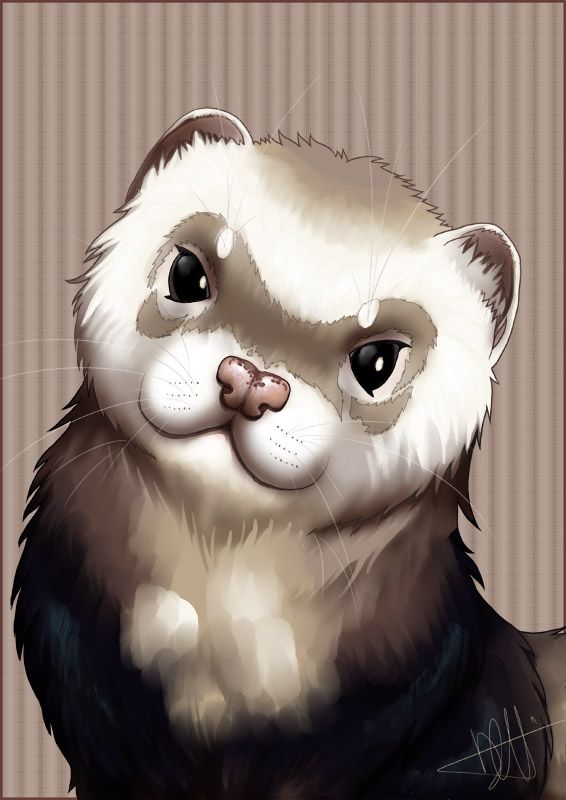 Ferret Drawing Picture