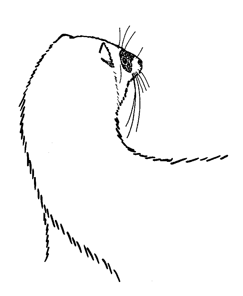 Ferret Drawing Sketch