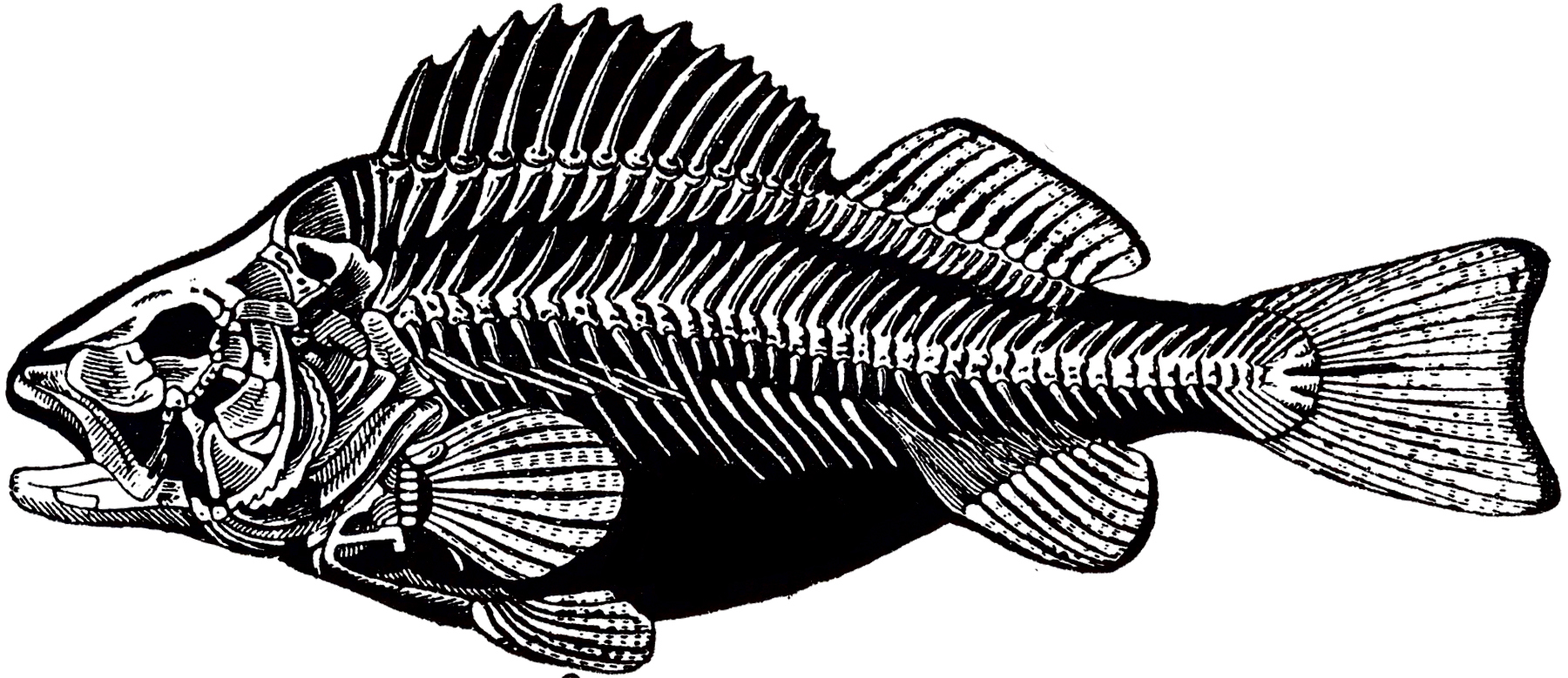 Fish Skeleton Drawing Amazing Sketch