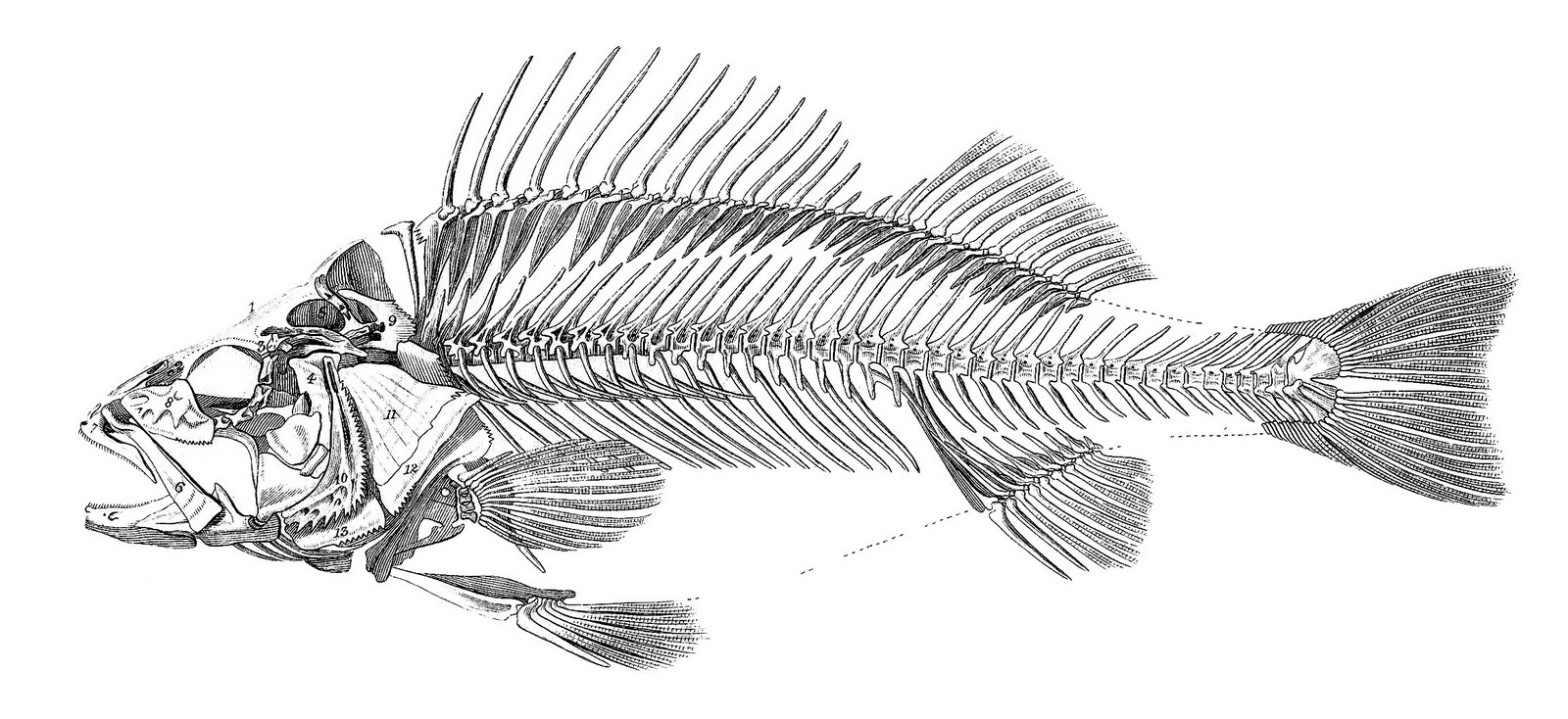 Fish Skeleton Drawing Art