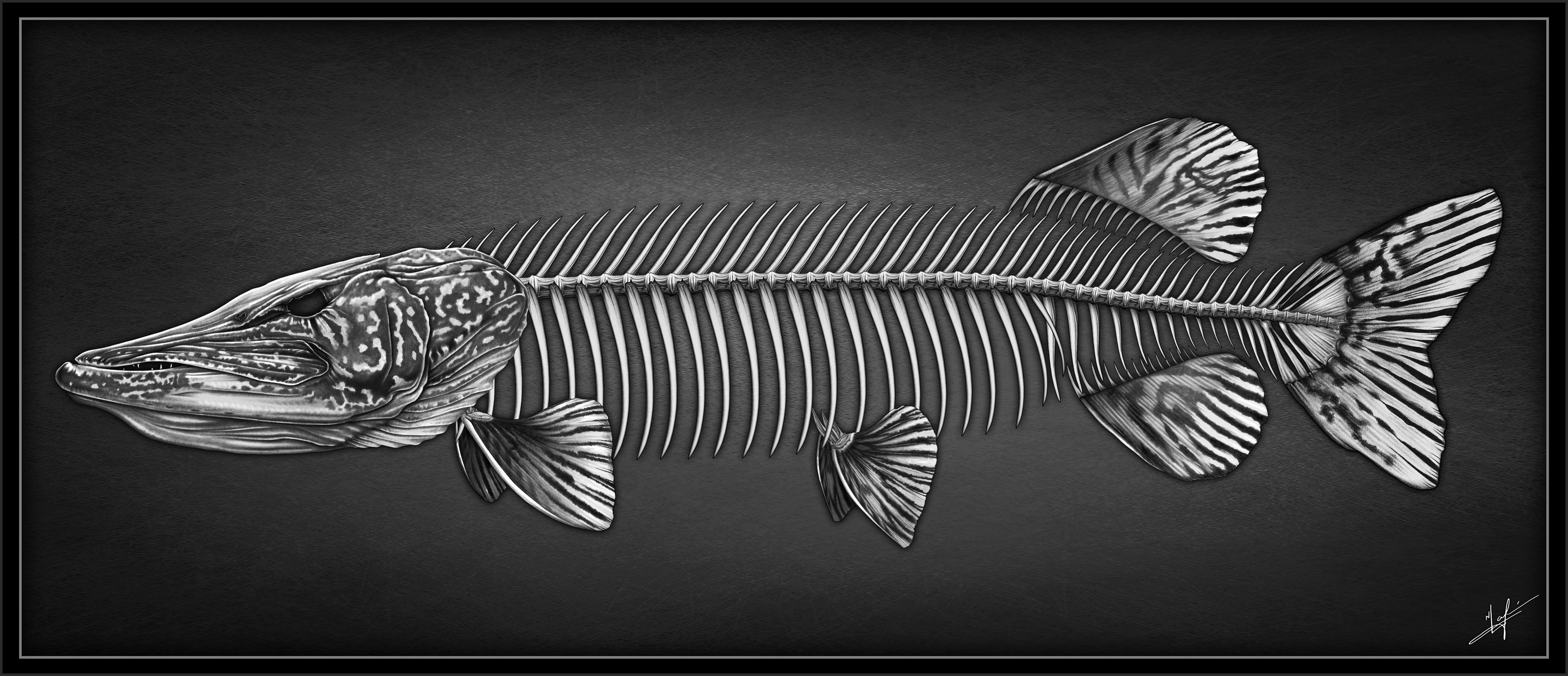 Fish Skeleton Drawing Stunning Sketch