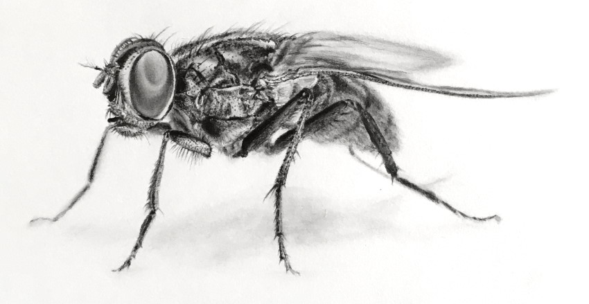 Fly Drawing Amazing Sketch
