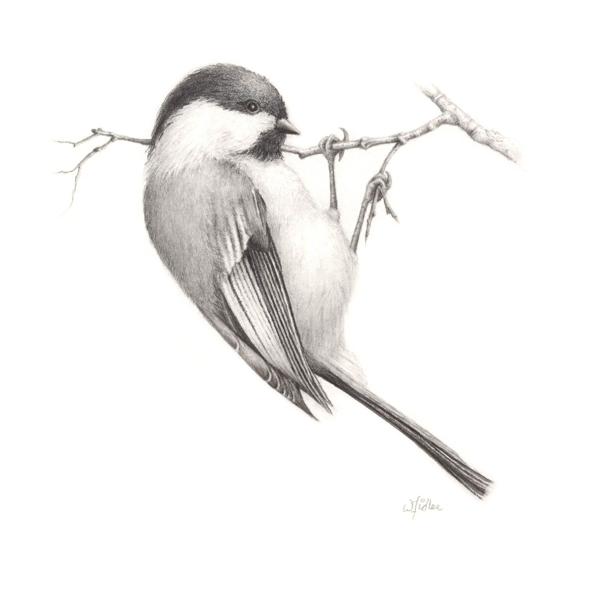 Flying Bird Drawing Artistic Sketching