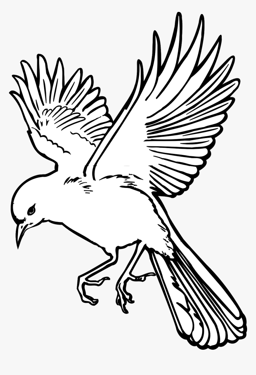 Flying Bird Drawing Detailed Sketch