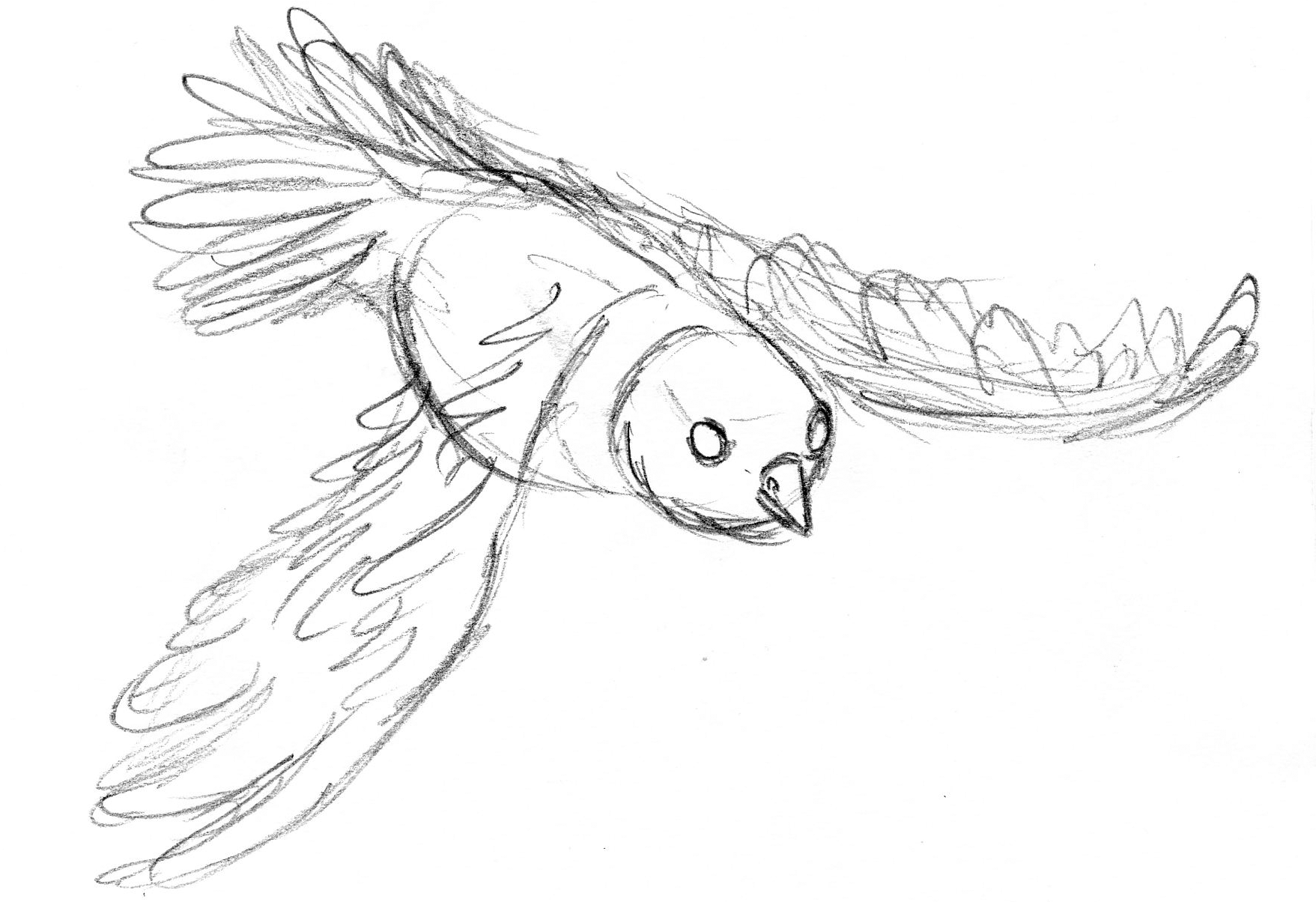 Flying Bird Drawing Fine Art