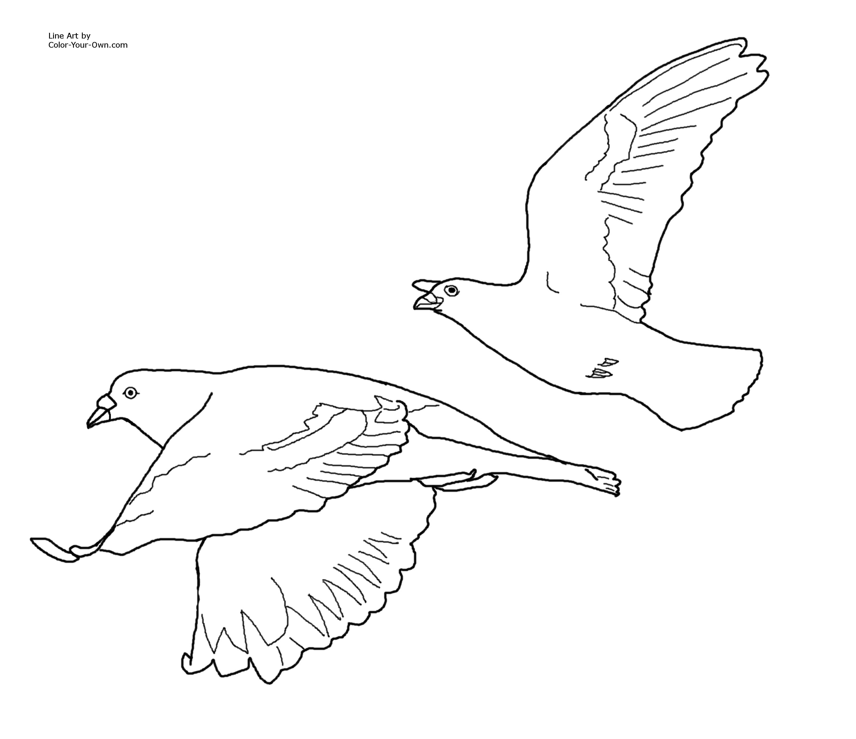 Flying Bird Drawing Hand Drawn Sketch