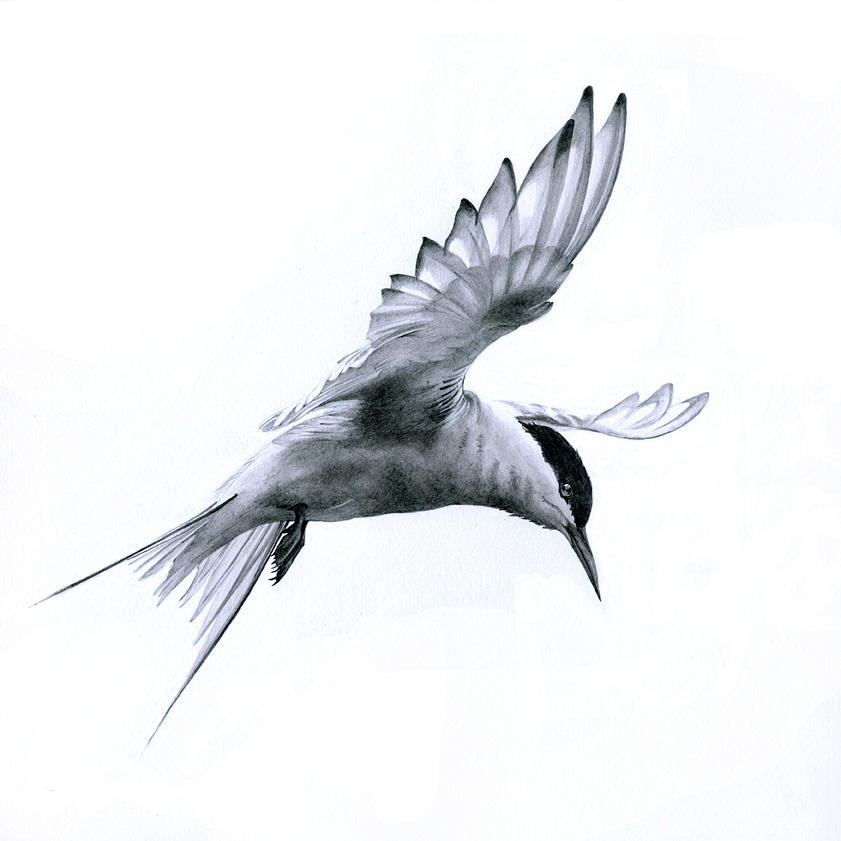 Flying Bird Drawing Hand Drawn