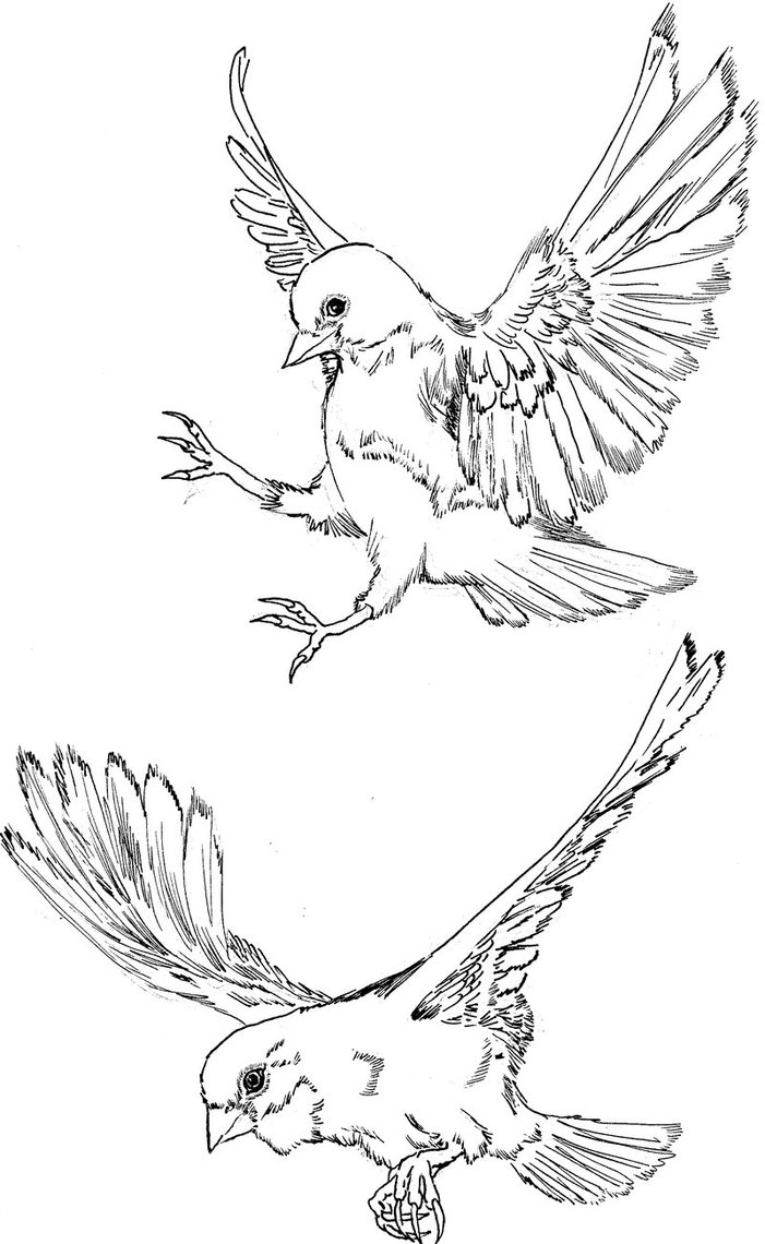 Flying Bird Drawing Photo