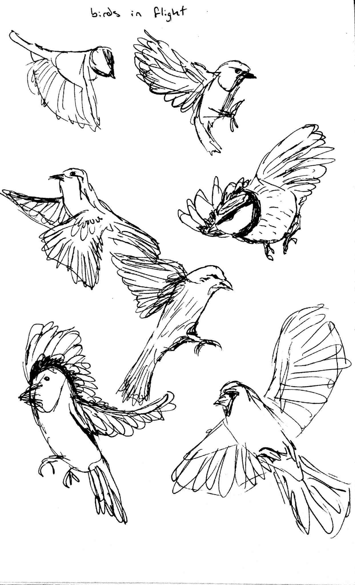 Flying Bird Drawing Picture