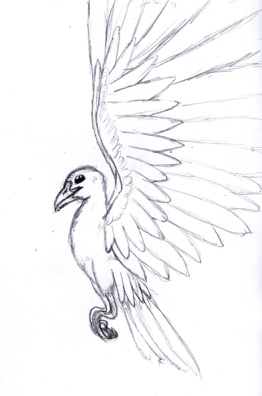 Flying Bird Drawing Realistic Sketch