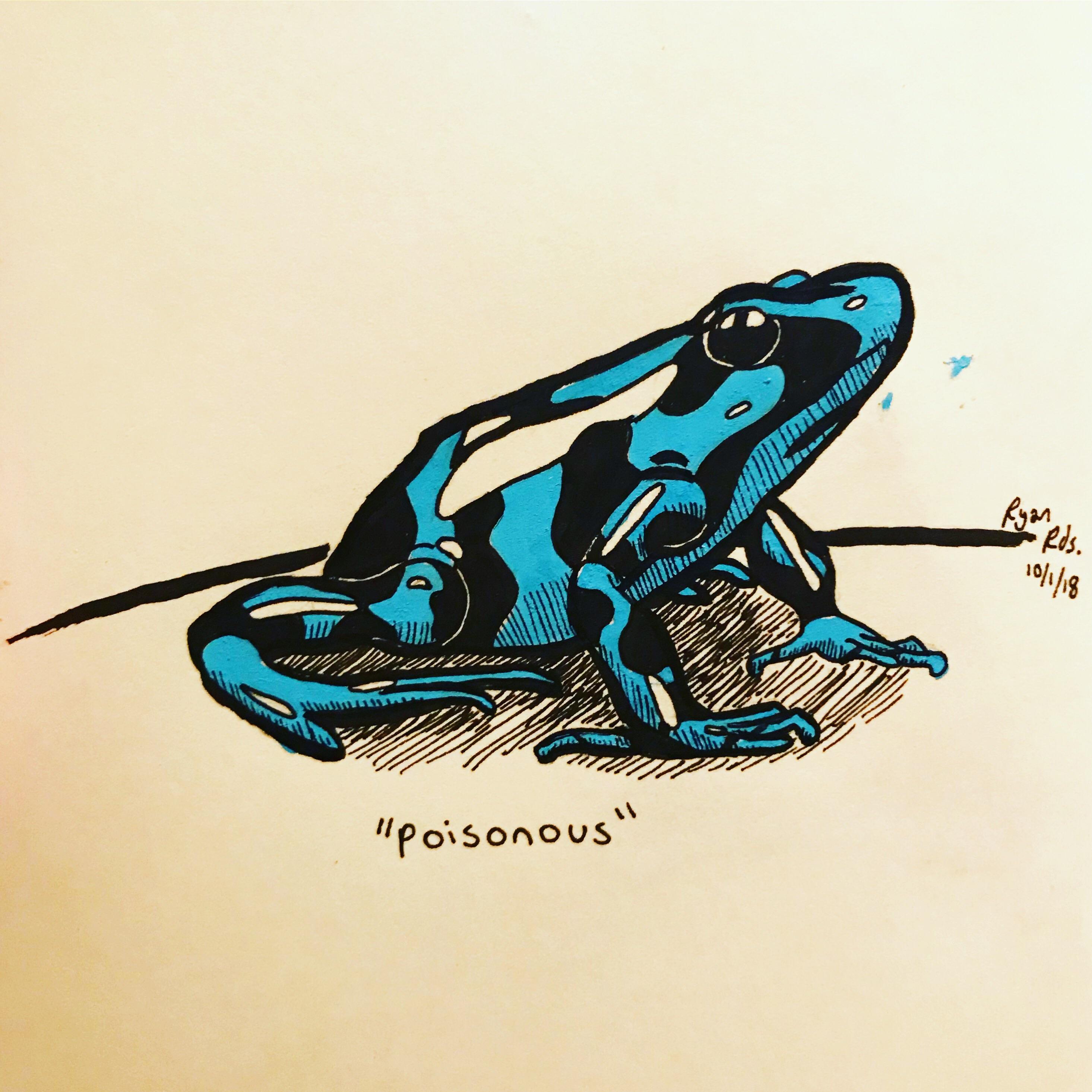 Frog Drawing Hand Drawn