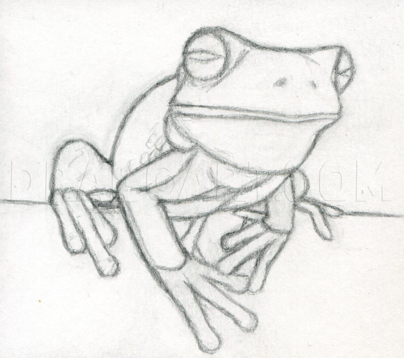Frog Drawing Modern Sketch
