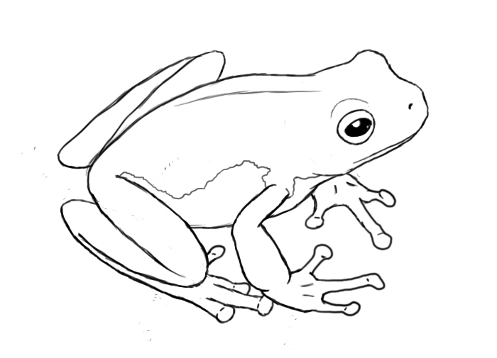 Frog Drawing Stunning Sketch