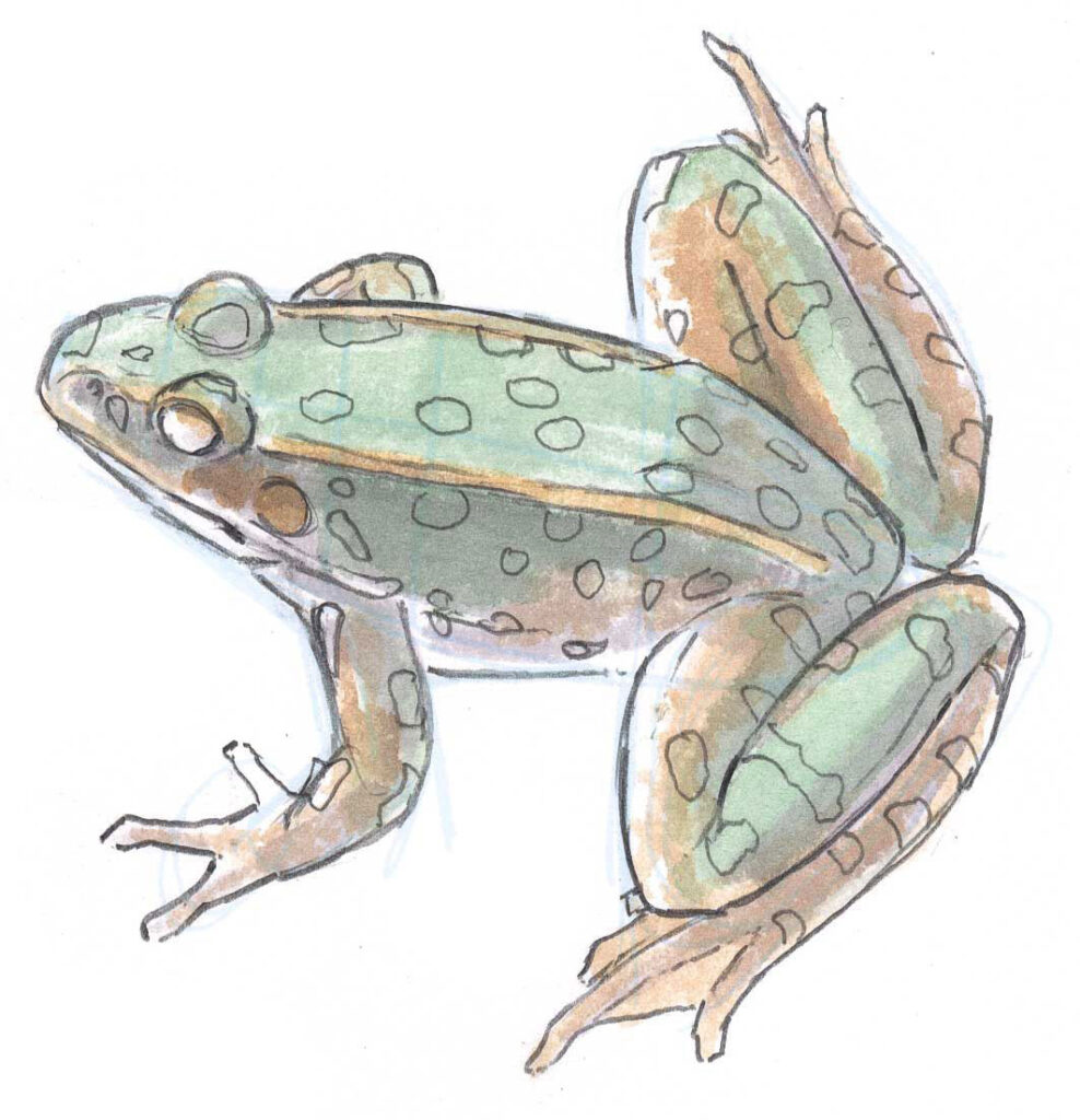 Frog Drawing Unique Art