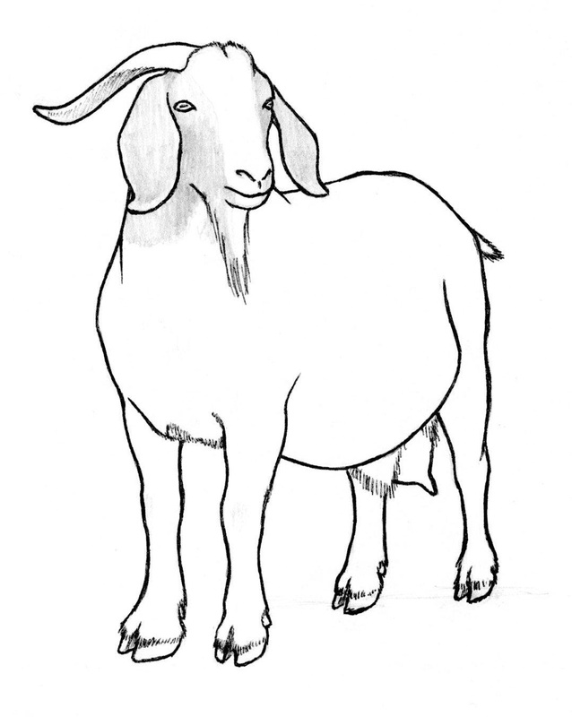 Goat Drawing Artistic Sketching
