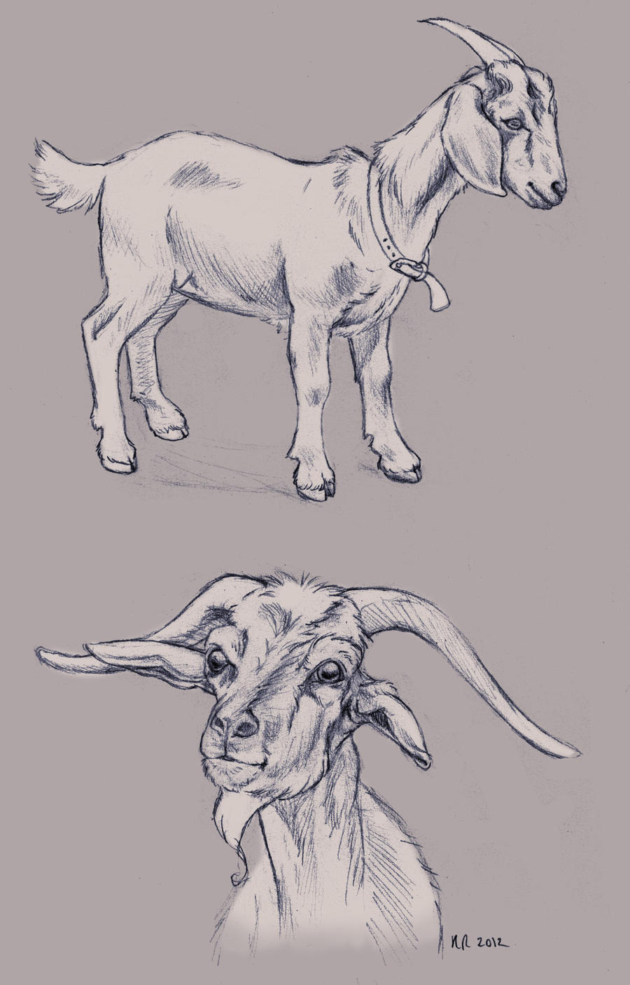 Goat Drawing Hand Drawn Sketch