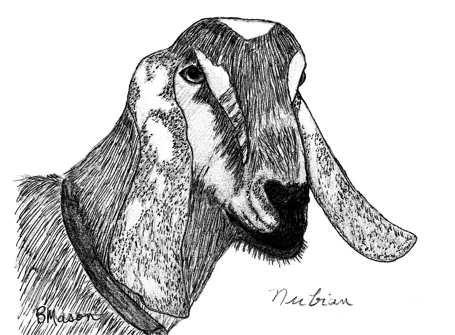 Goat Drawing Photo