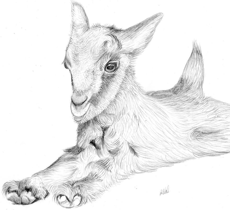Goat Drawing Picture