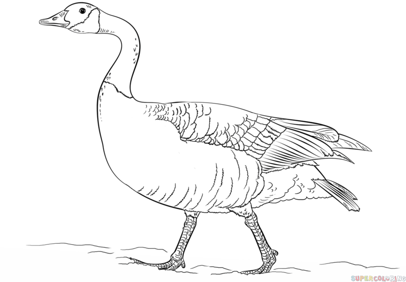 Goose Drawing Realistic Sketch