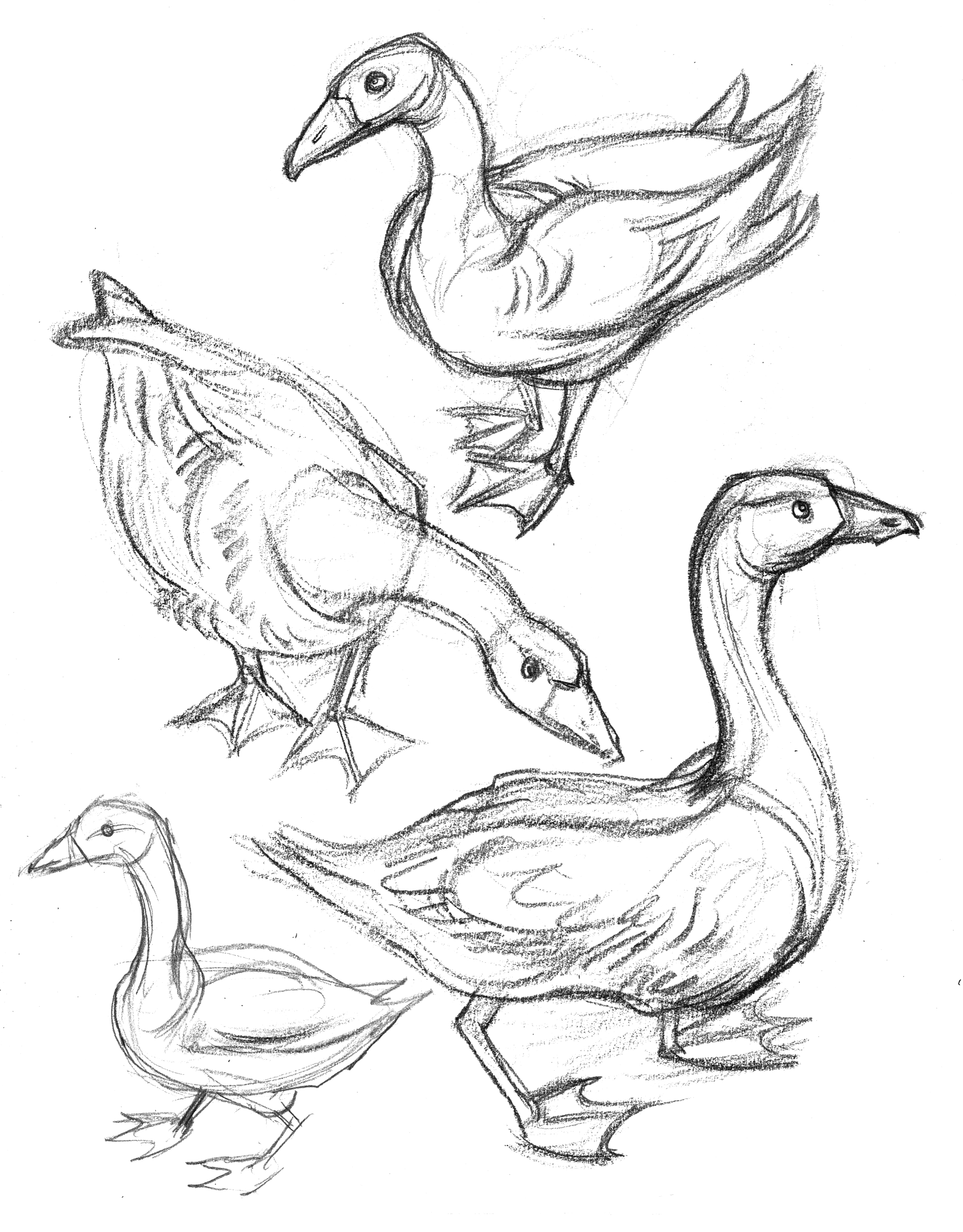 Goose Drawing Stunning Sketch