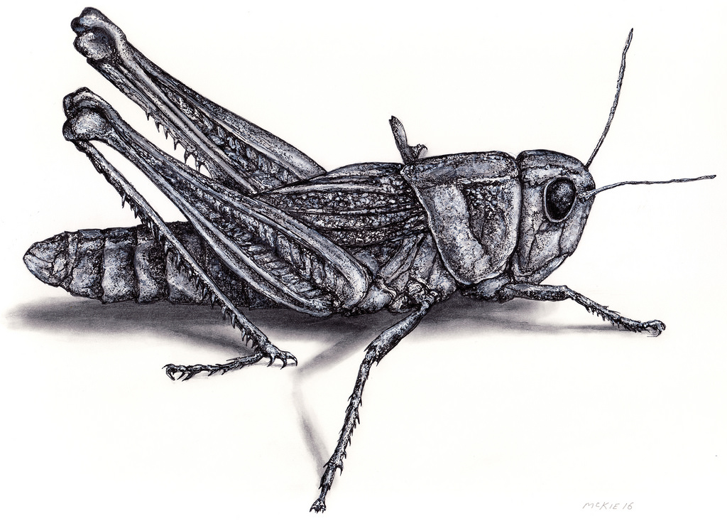Grasshopper Drawing Amazing Sketch