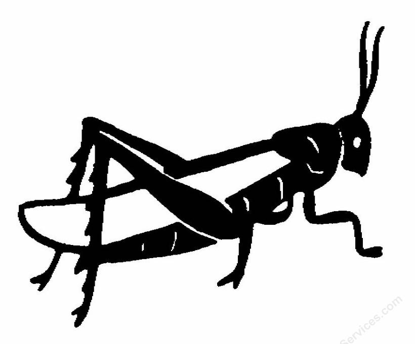 Grasshopper Drawing Art
