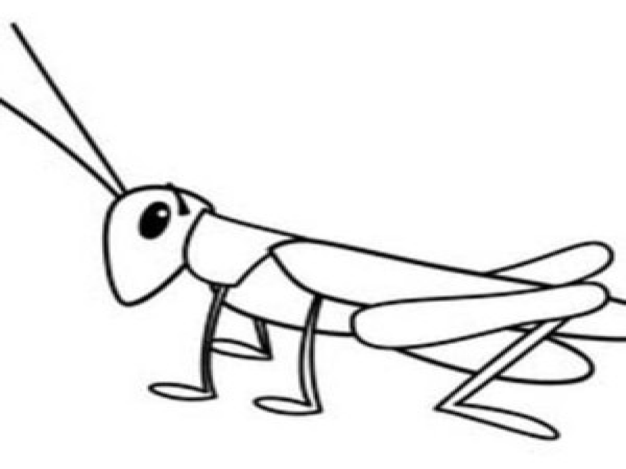 Grasshopper Drawing Artistic Sketching