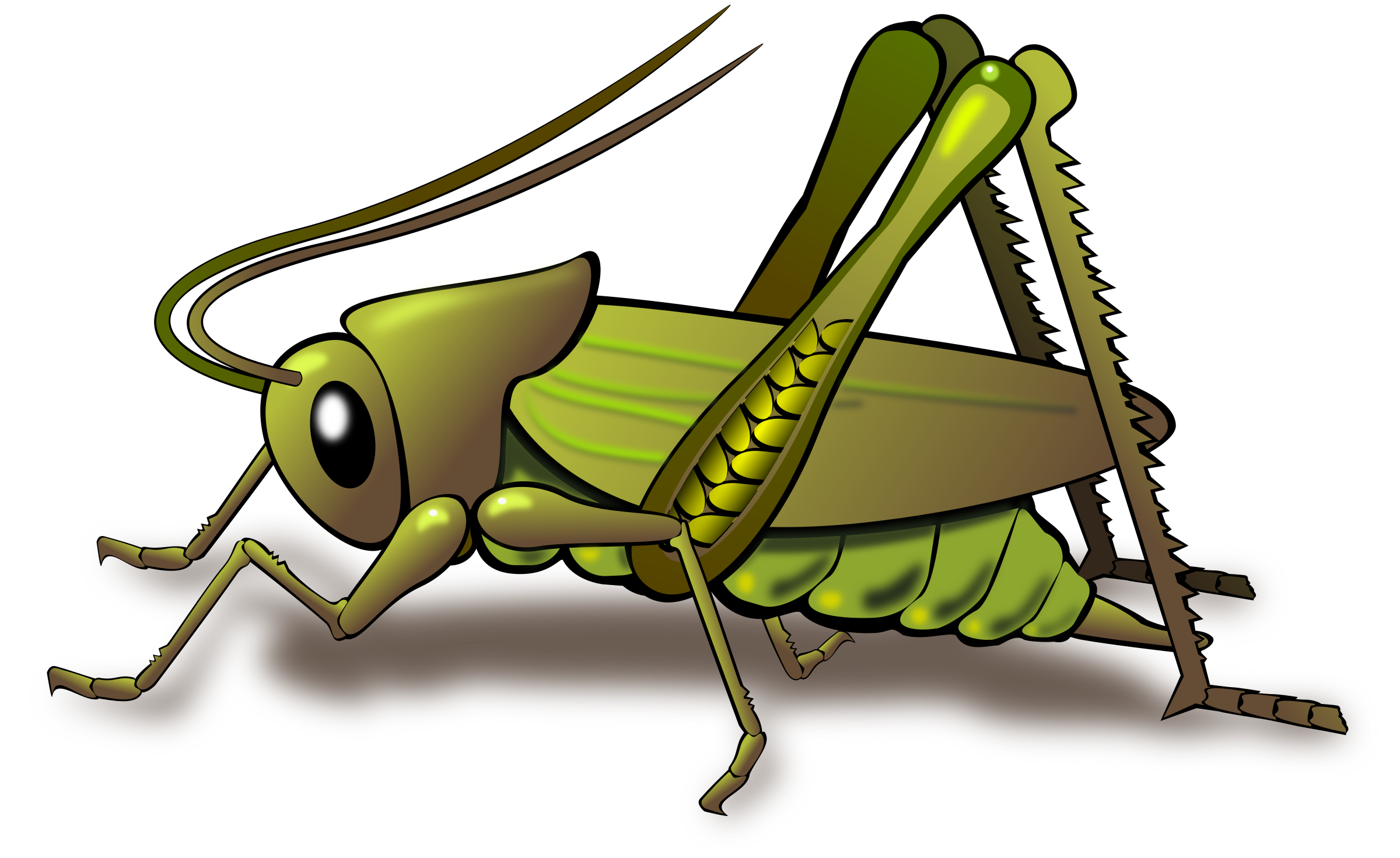 Grasshopper Drawing Detailed Sketch