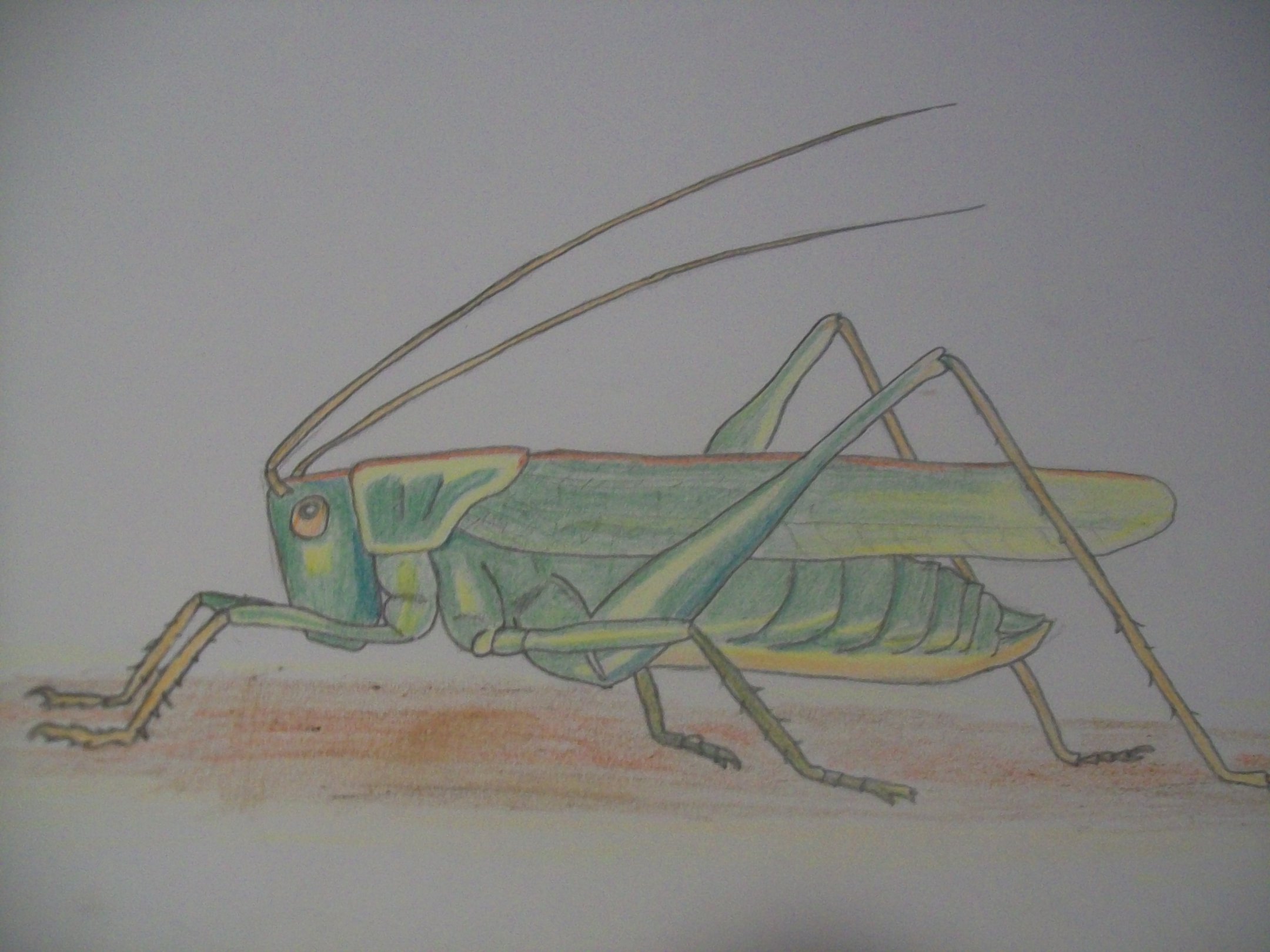 Grasshopper Drawing Fine Art