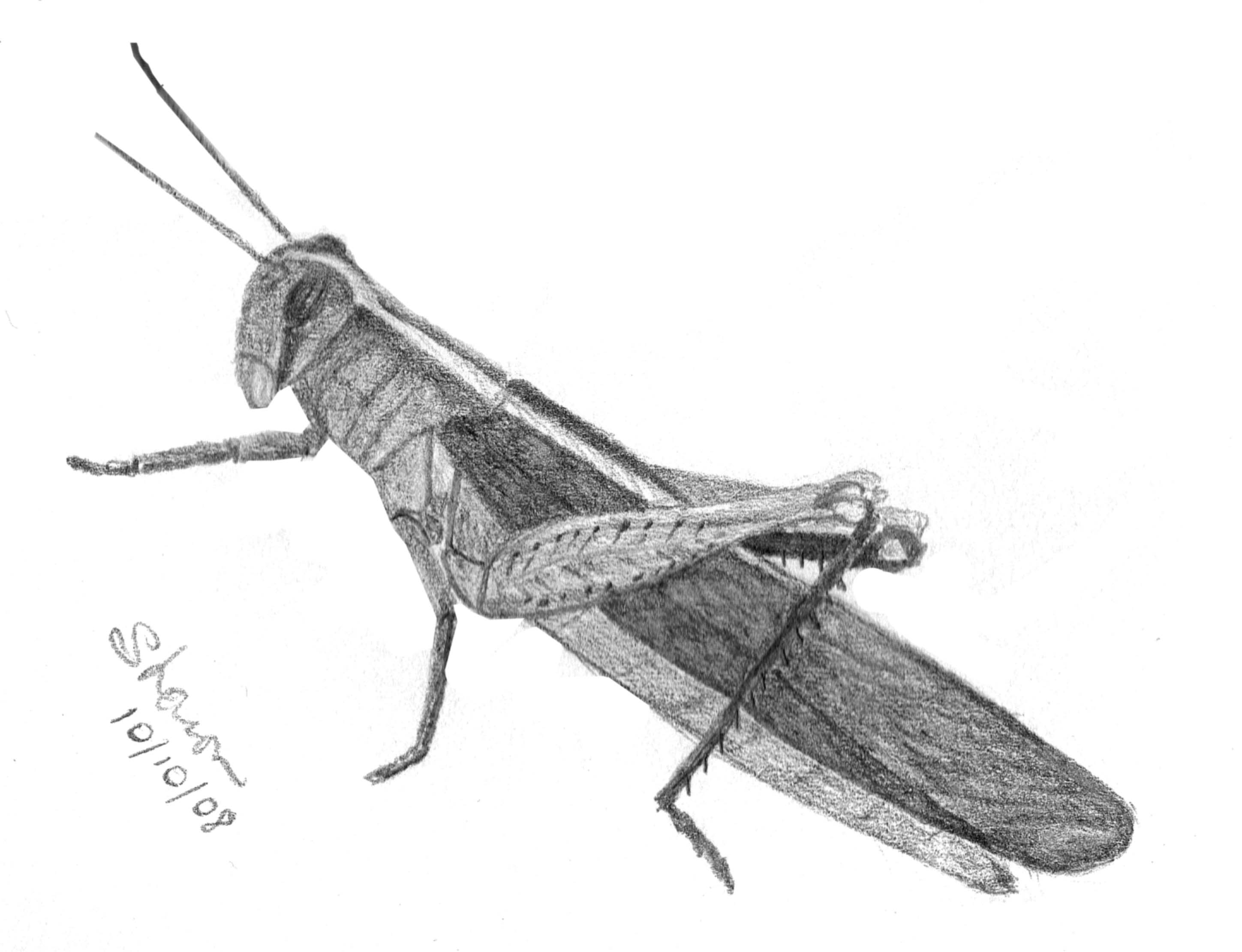 Grasshopper Drawing Hand Drawn