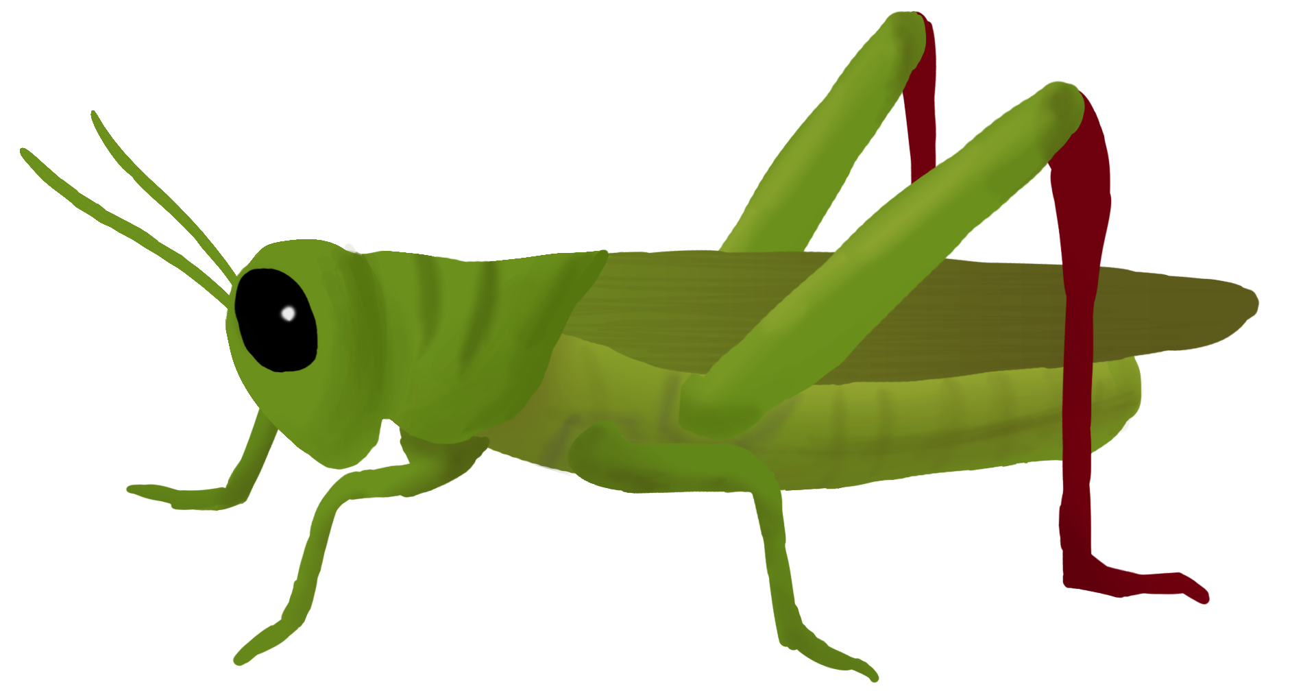 Grasshopper Drawing Image