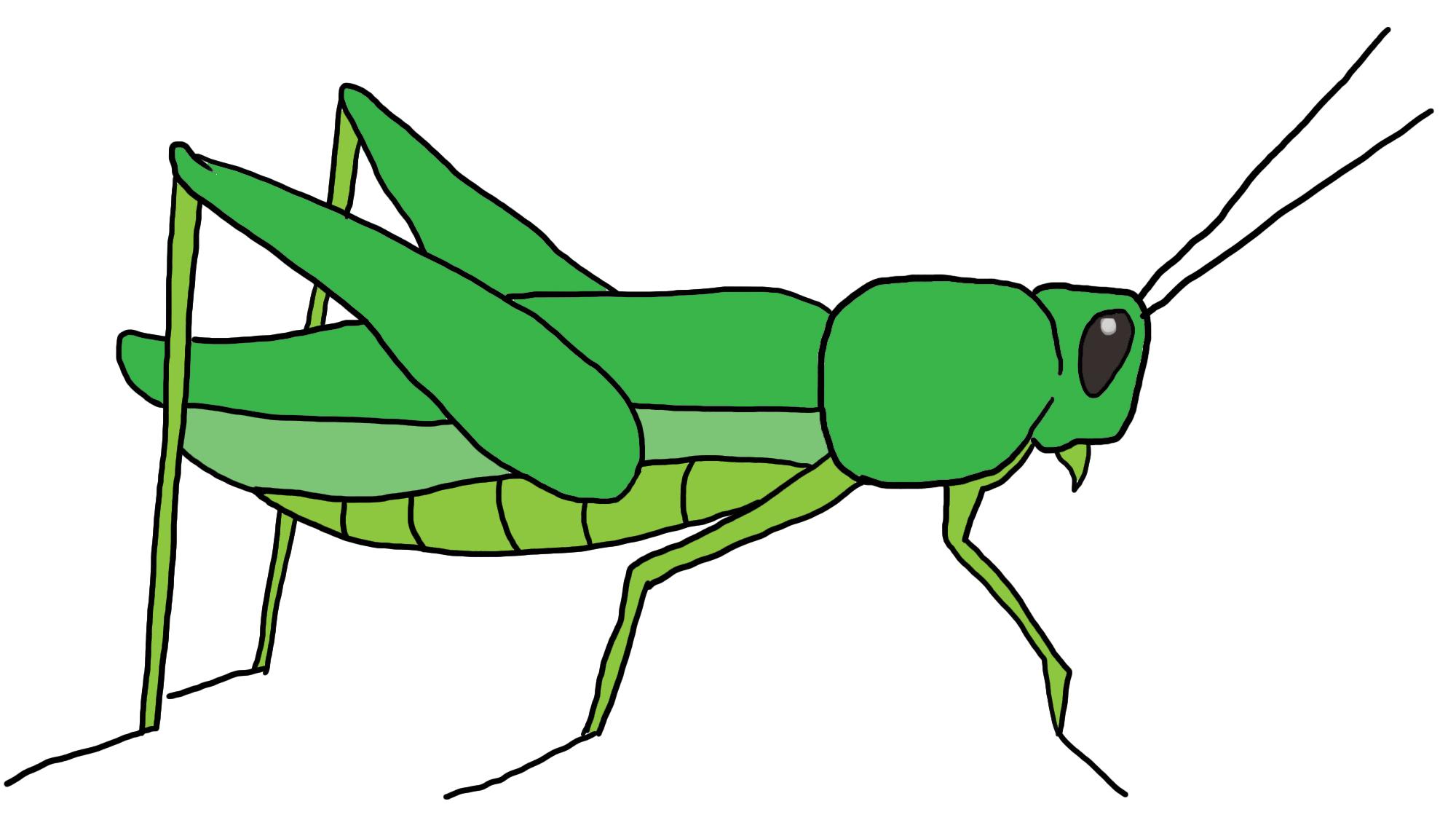 Grasshopper Drawing Modern Sketch