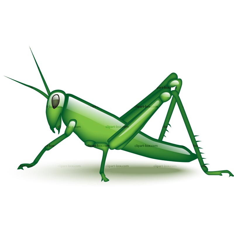 Grasshopper Drawing Picture