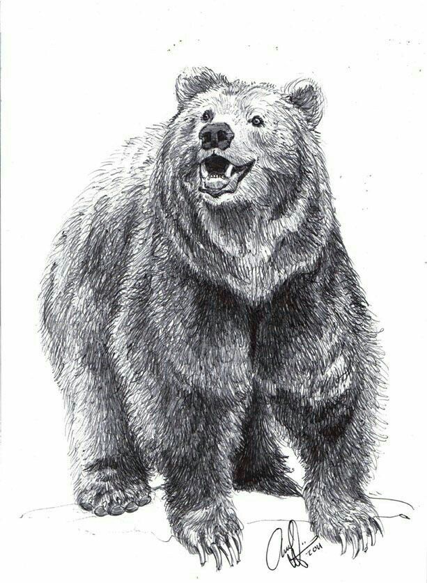 Grizzly Bear Drawing Art
