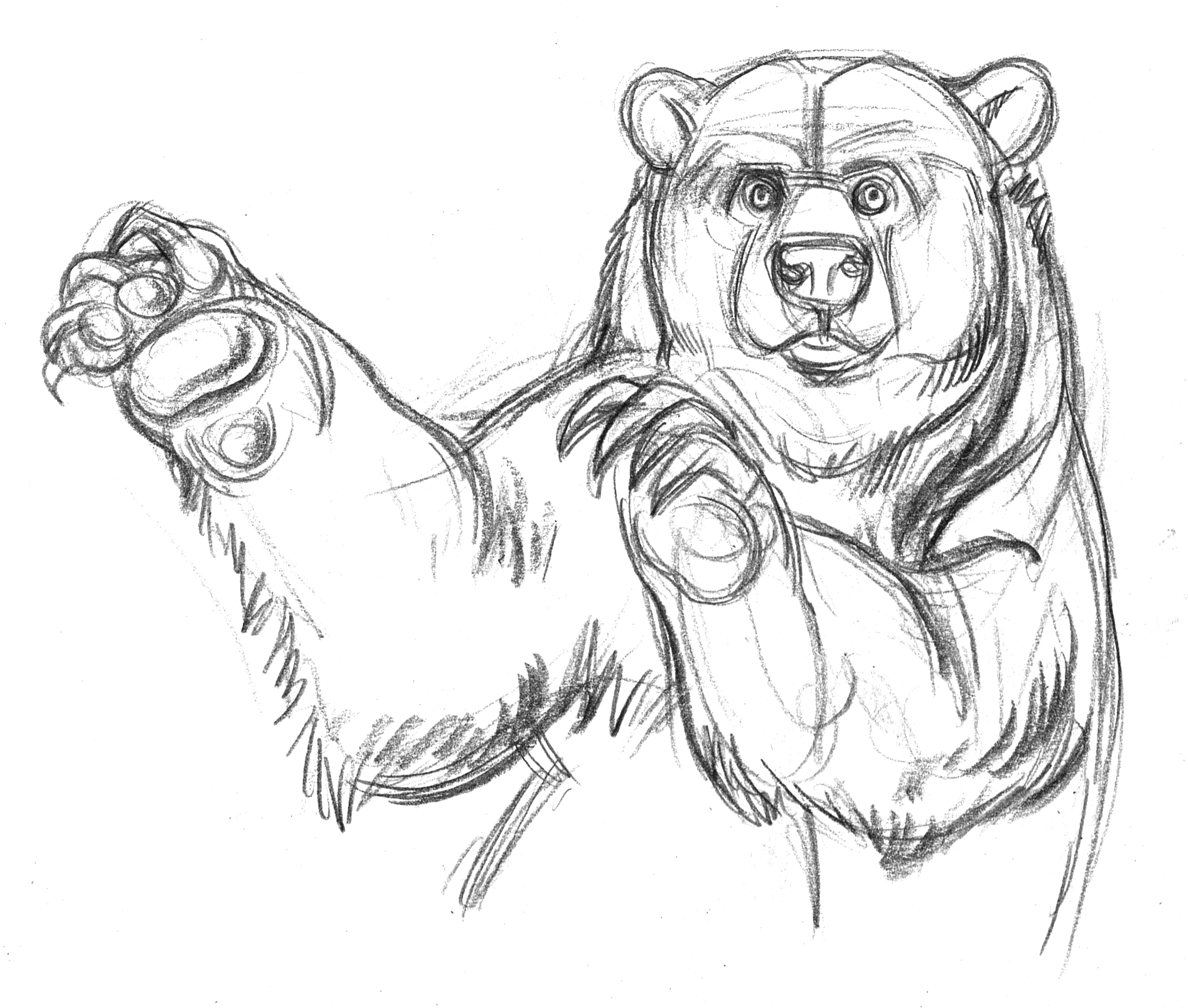 Grizzly Bear Drawing Artistic Sketching