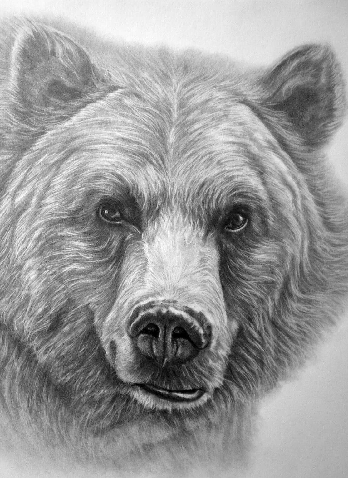 Grizzly Bear Drawing Detailed Sketch