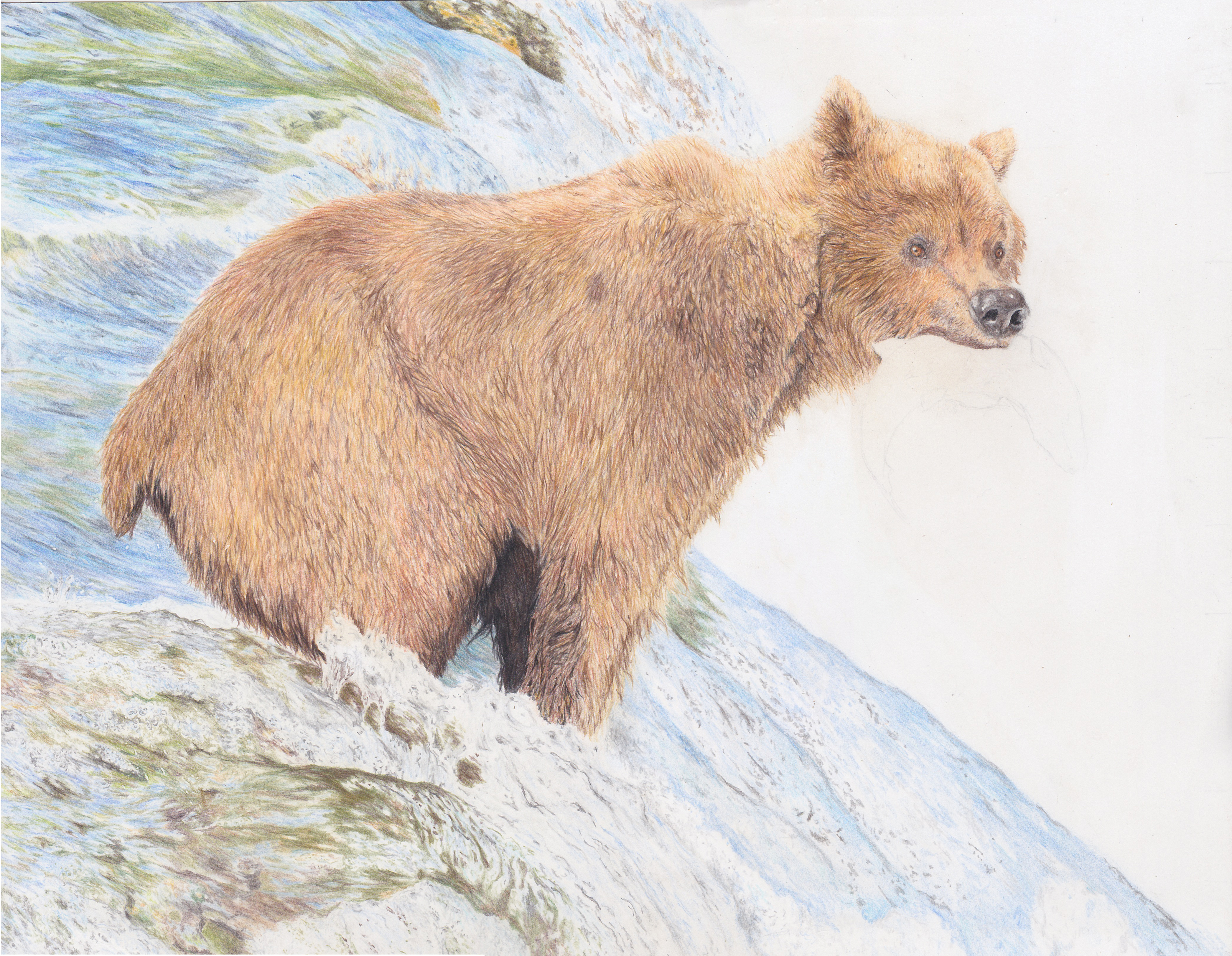 Grizzly Bear Drawing Fine Art